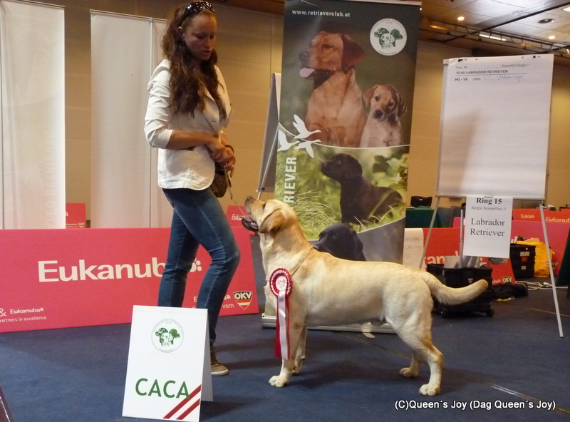 labrador novinky 2012 Queens joy